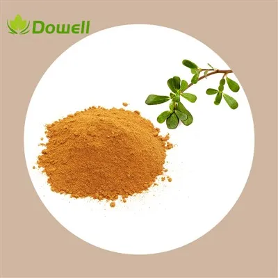 Polvo de extracto de hierba de verdolaga